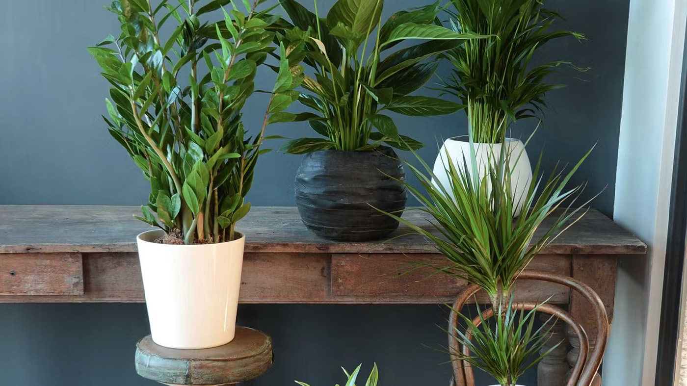 Pflanzensamen Rabatt -Pflanzensamen Rabatt 1