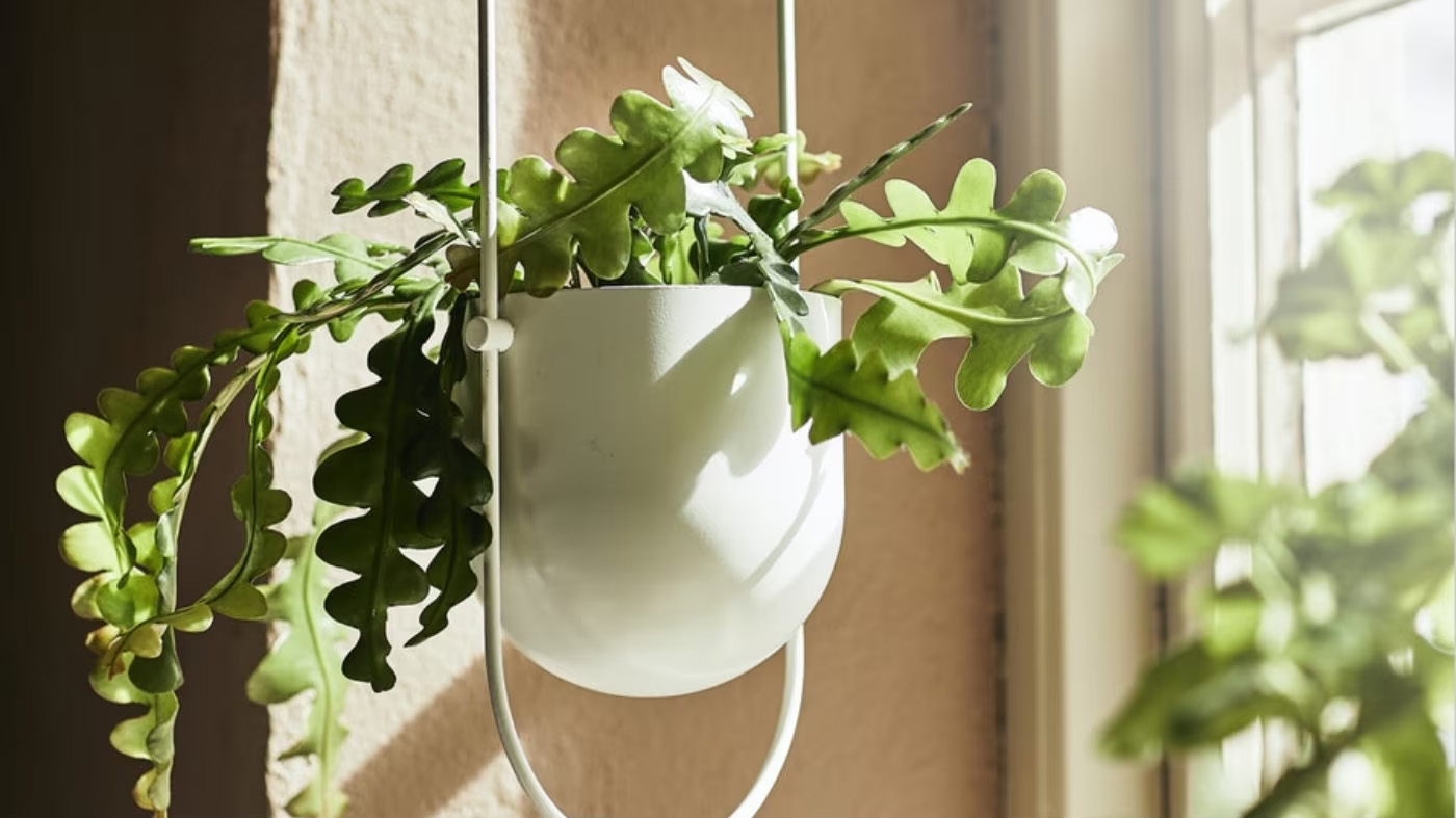 Pflanzensamen Rabatt -Pflanzensamen Rabatt 2