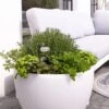 Shining Pot "Curvy" - Leuchte (RGB), XM -Pflanzensamen Rabatt 8 seasons design shining pot curvy leuchte rgb 1677634 de
