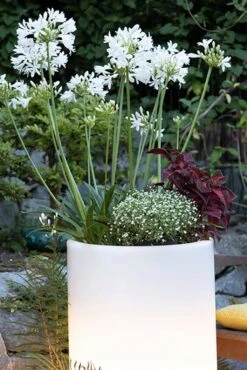 Shining Pot "Elegant" - Leuchte (RGB), XL -Pflanzensamen Rabatt 8 seasons design shining pot elegant leuchte rgb 1659733 de