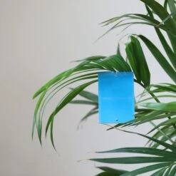 Blaufalle -Pflanzensamen Rabatt andermatt biogarten blaufalle 1 pkt 1214287 de