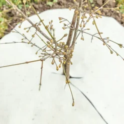 Mulchscheiben, ∅ 25 Cm -Pflanzensamen Rabatt andermatt biogarten mulchscheiben 60 cm 1683270 de