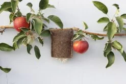 Ohrwurmsäckli 5 Ohrwurmsäckli -Pflanzensamen Rabatt andermatt biogarten ohrwurmsaeckli 1 k 1214267 de