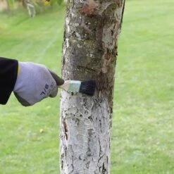 Stammanstrich, 150 G -Pflanzensamen Rabatt andermatt biogarten stammanstrich 750 g 1486286 de