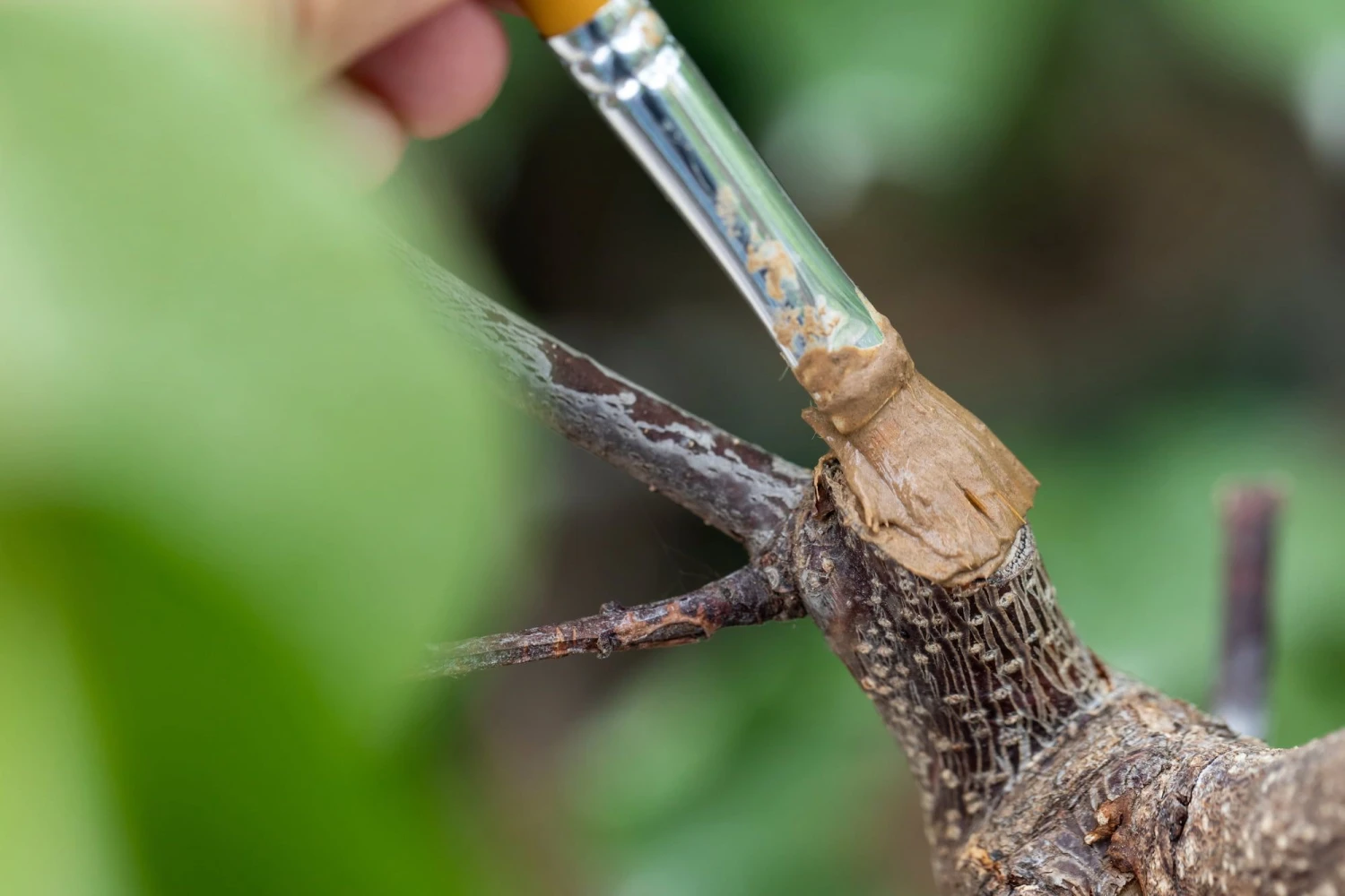 Wundschutzlehm, 600 G 4 Wundschutzlehm, 600 G – Bild 2