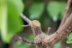 Wundschutzlehm, 600 G