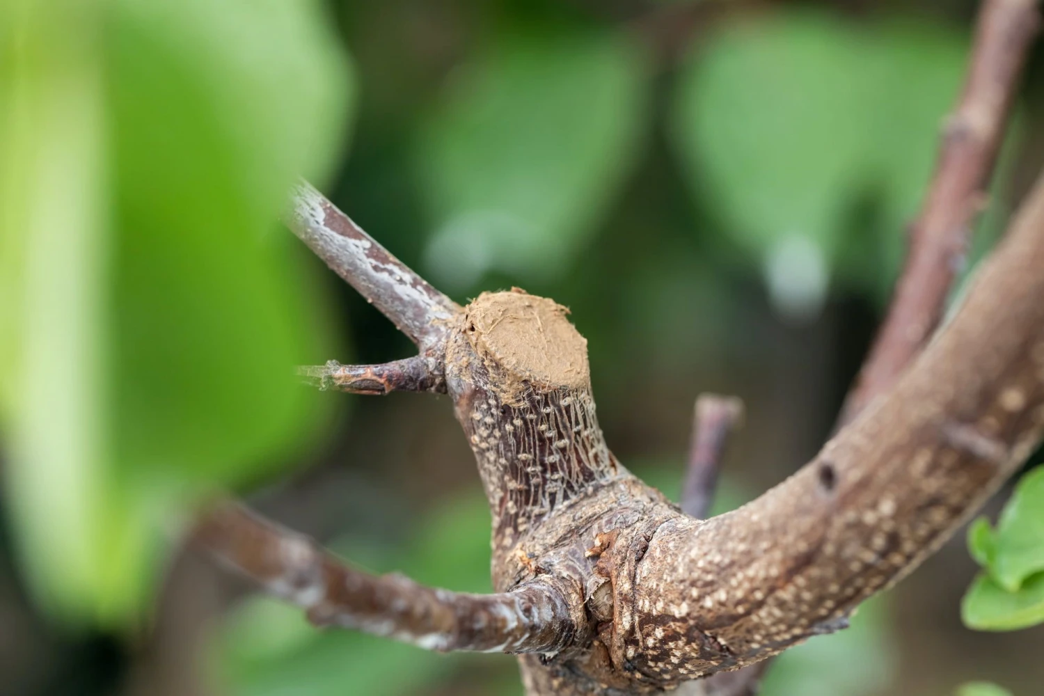 Wundschutzlehm, 600 G 3 Wundschutzlehm, 600 G