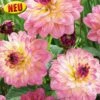Blumenzwiebel, Dahlie Schmuck Zingaro -Pflanzensamen Rabatt austrosaat blumenzwiebel dahlie schmuck zingaro 1684105 de