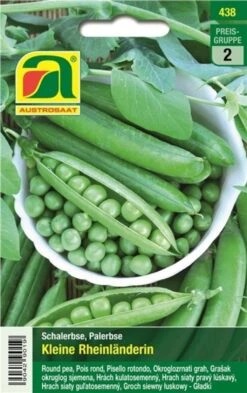 Palerbse "Kleine Rheinländerin"