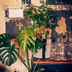 Pflanztasche "Colour" - 10 Liter, Ingwer -Pflanzensamen Rabatt bacsac pflanztasche colour 10 liter 1681163 de