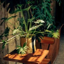 Pflanztasche "Colour" - 10 Liter, Ingwer -Pflanzensamen Rabatt bacsac pflanztasche colour 10 liter 1681165 de