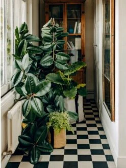 Pflanztasche "Colour" - 10 Liter, Ingwer -Pflanzensamen Rabatt bacsac pflanztasche colour 10 liter 1681169 de