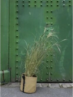 Pflanztasche "Colour" - 10 Liter, Ingwer -Pflanzensamen Rabatt bacsac pflanztasche colour 10 liter ingefaera 1681167 de