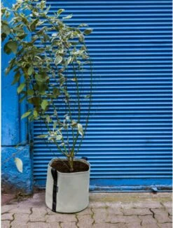 Pflanztasche "Colour" - 25 Liter, Limette -Pflanzensamen Rabatt bacsac pflanztasche colour 25 liter kalk 1681182 de