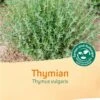Thymian -Pflanzensamen Rabatt bingenheimer saatgut thymian 1 paket 1678177 de