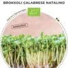 Bio Keimsprossen Brokkoli „Calabrese Natalino“ 2 Bio Keimsprossen Brokkoli „Calabrese Natalino“ -Pflanzensamen Rabatt bionana bio keimsprossen brokkoli calabrese natalino 1 paket 1695262 de