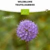 Bio Wildblume Teufelsabbiss 2 Bio Wildblume Teufelsabbiss -Pflanzensamen Rabatt bionana bio wildblume teufelsabbiss 1 pkg 929026 de