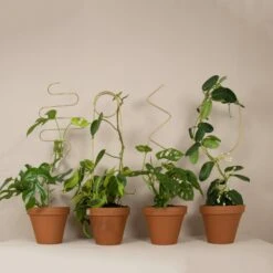 Pflanzenstütze, Arch 8 Pflanzenstütze, Arch -Pflanzensamen Rabatt botanopia pflanzenstuetze 1038216 de