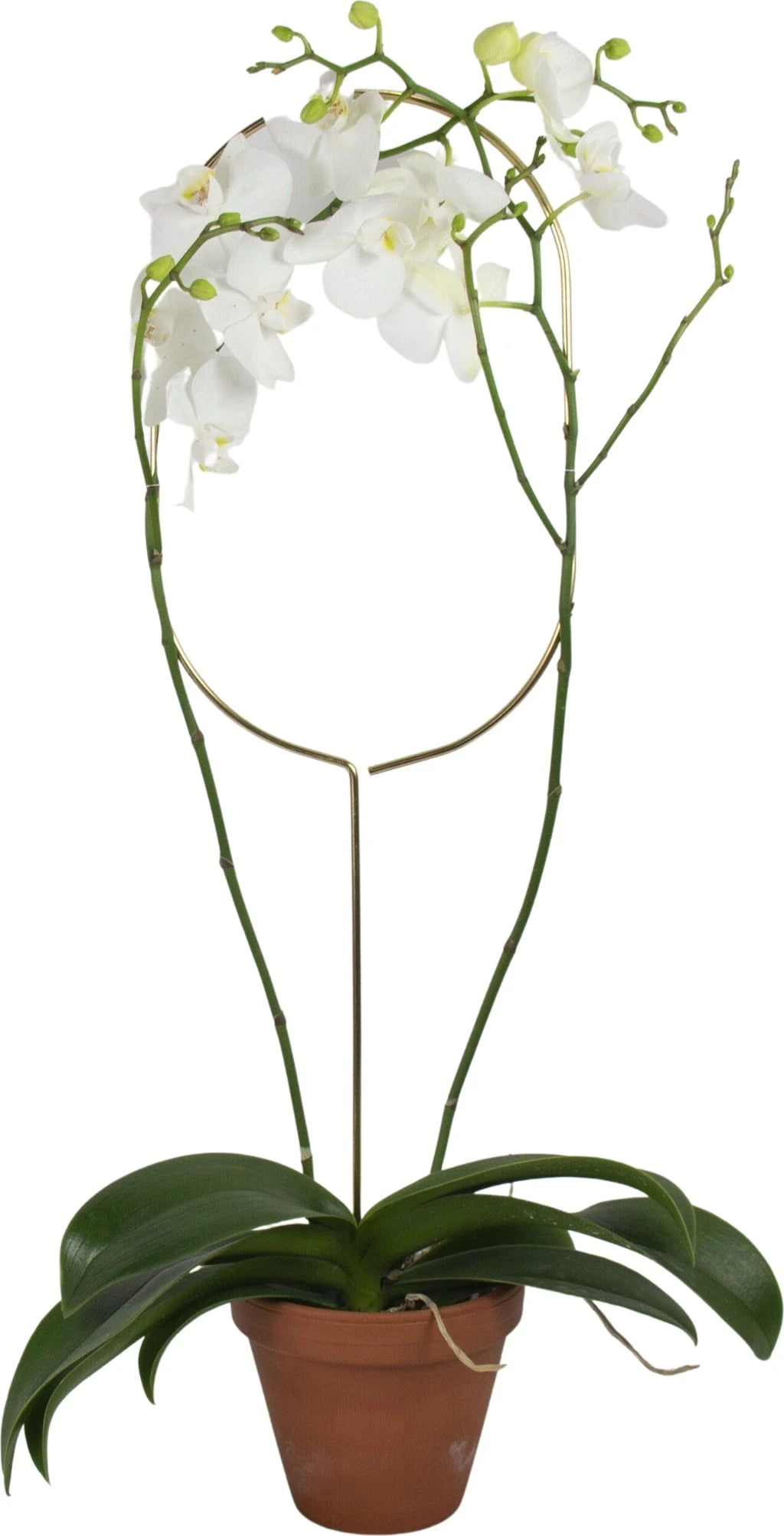 Pflanzenstütze, Arch 6 Pflanzenstütze, Arch – Bild 4