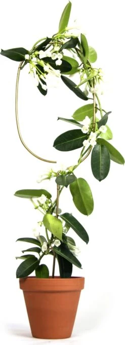 Pflanzenstütze, Arch