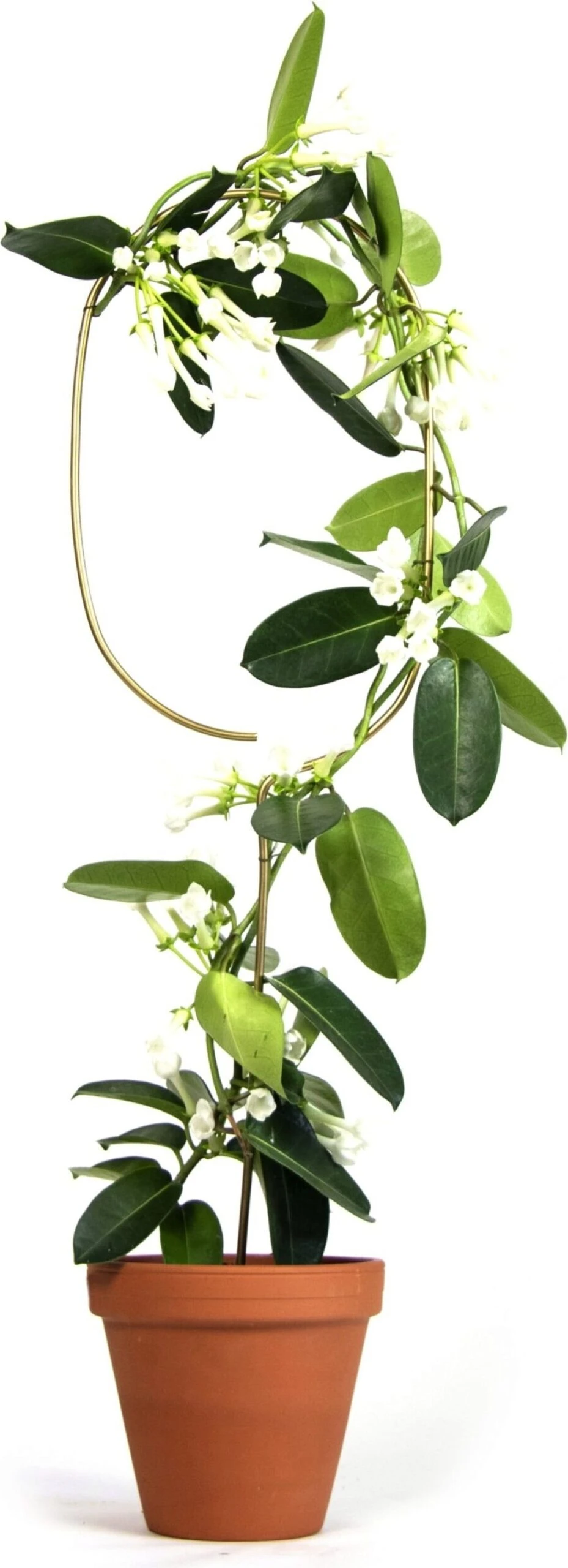 Pflanzenstütze, Arch 3 Pflanzenstütze, Arch