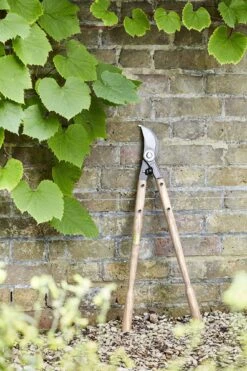 Baumschere 8 Baumschere -Pflanzensamen Rabatt burgon ball baumschere 1 k 1131794 de