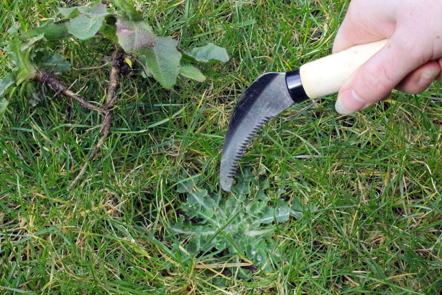 Gezacktes Unkrautmesser 3 Gezacktes Unkrautmesser