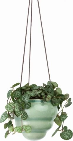 Hängetopf-Trio "Baby Bombini" -Pflanzensamen Rabatt burgon ball haengetopf trio baby bombini 1 set 861536 de