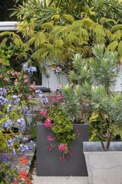 Jätfinger Für Pflanzgefäße -Pflanzensamen Rabatt burgon ball jaetfinger fuer pflanzgefaesse 1 k 1127236 de