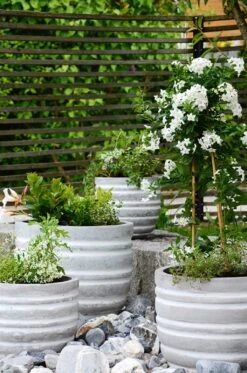 Jätfinger Für Pflanzgefäße -Pflanzensamen Rabatt burgon ball jaetfinger fuer pflanzgefaesse 1 st 1668807 de