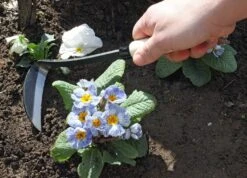 Japanische Sichel Für Rechtshänder -Pflanzensamen Rabatt burgon ball japanische sichel fuer rechtshaender 1 st 1665927 de