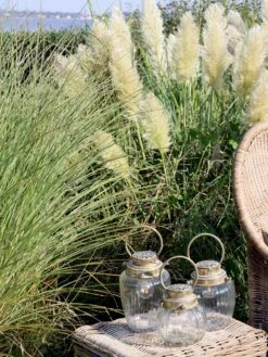 Französische Laterne, H25,5/D15 Cm -Pflanzensamen Rabatt chic antique franzoesische laterne h29 d15 cm 1607848 de