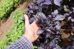 Bio Rotes Basilikum Rosara -Pflanzensamen Rabatt culinaris bio rotes basilikum rosara 1 pkg 1601065 de