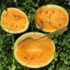Bio Wassermelone Solopoly 2 Bio Wassermelone Solopoly -Pflanzensamen Rabatt culinaris bio wassermelone solopoly 1 pkg 1602218 de