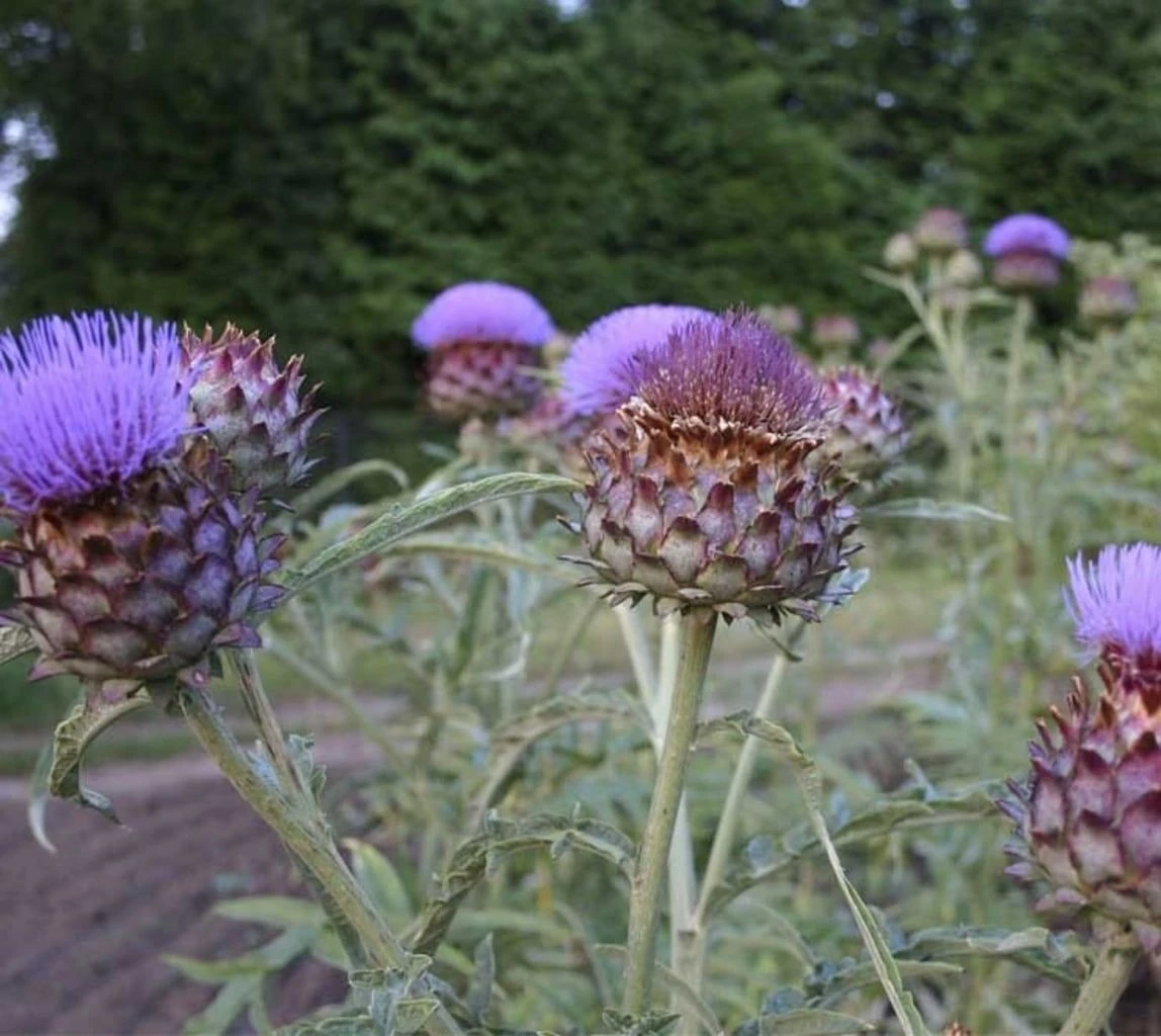 Artischocke "Kardone", 2 G 6 Artischocke "Kardone", 2 G – Bild 4