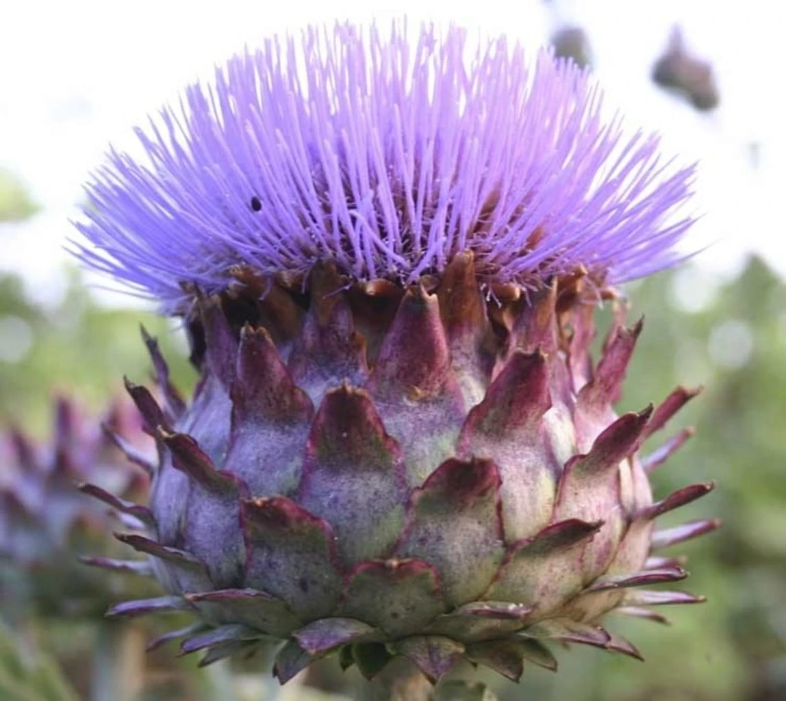 Artischocke "Kardone", 2 G 3 Artischocke "Kardone", 2 G