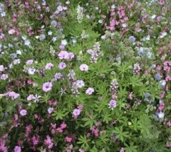 Bockshornsklee, 3 G -Pflanzensamen Rabatt de bolster bockshornsklee 3 g 1647536 de