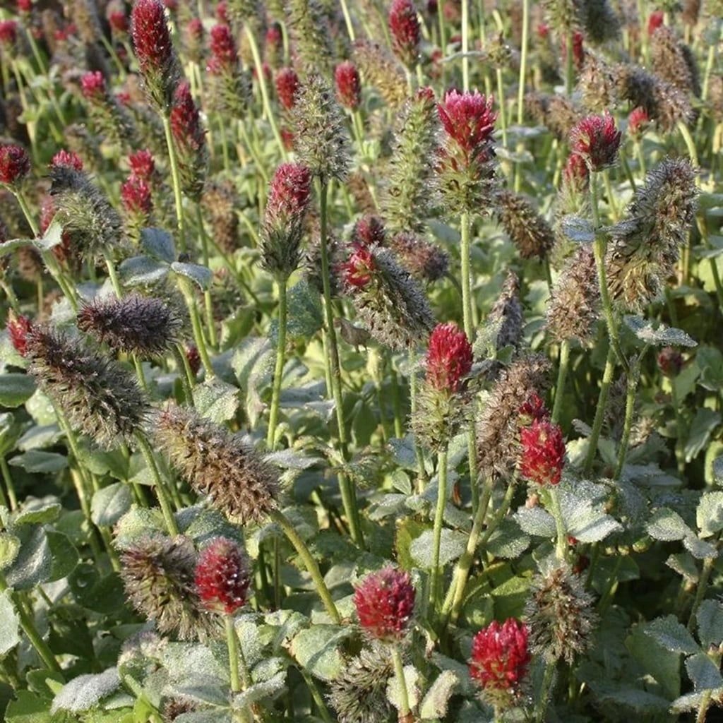 Gründünger Inkarnatklee, 75 G 3 Gründünger Inkarnatklee, 75 G