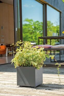 Pflanztopf "Quadro Millenium" Mit Wasserreservoir - Anthrazit, 39 Cm -Pflanzensamen Rabatt deroma pflanztopf millenium 39 cm mit wasserreservoir anthrazit 1631607 de