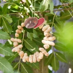 Tierfutter "Erdnusskränzchen" -Pflanzensamen Rabatt die stadtgaertner tierfutter erdnusskraenzchen 1 stk 1283625 de