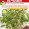 BIO-Keimsprossen Rotkohl 1 BIO-Keimsprossen Rotkohl -Pflanzensamen Rabatt duerr samen bio keimsprossen rotkohl 1 paket 1675562 de