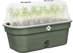 Elho Anzuchtschalen-Set Green Basics Allin1 - M, Laubgrün -Pflanzensamen Rabatt elho anzuchtschalen set green basics allin1 m verde foglia 1404405 de