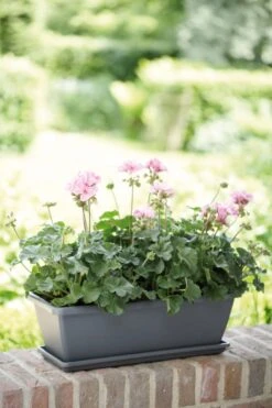 Elho Barcelona Balkonkasten 70 Cm, Anthrazit -Pflanzensamen Rabatt elho barcelona balkonkasten 70 cm antracit 1667234 de