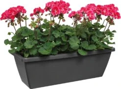 Elho Barcelona Balkonkasten 90 Cm, Anthrazit -Pflanzensamen Rabatt elho barcelona balkonkasten 90 cm antracit 1667242 de