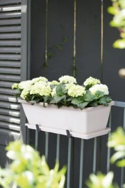 Pflanzensamen Rabatt -Pflanzensamen Rabatt elho barcelona balkonkasten untersetzer 40 cm vit 1667298 de