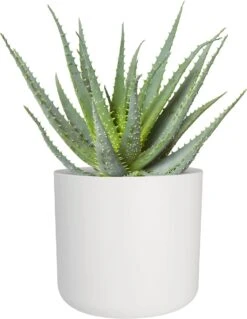 Elho B.for Soft Rund Weiß, Ø 14 Cm 12 Elho B.for Soft Rund Weiß, Ø 14 Cm -Pflanzensamen Rabatt elho bfor soft rund 587226 de