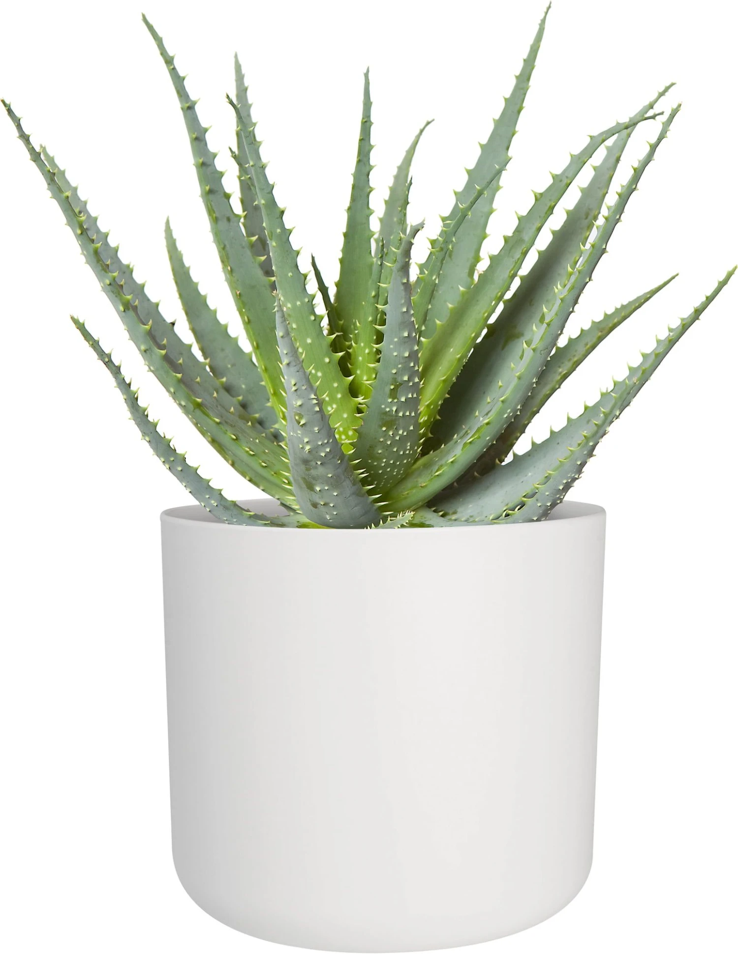 Elho B.for Soft Rund Weiß, Ø 14 Cm 6 Elho B.for Soft Rund Weiß, Ø 14 Cm – Bild 4