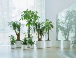 Elho B.for Soft Rund Weiß, Ø 14 Cm 11 Elho B.for Soft Rund Weiß, Ø 14 Cm -Pflanzensamen Rabatt elho bfor soft rund 587236 de