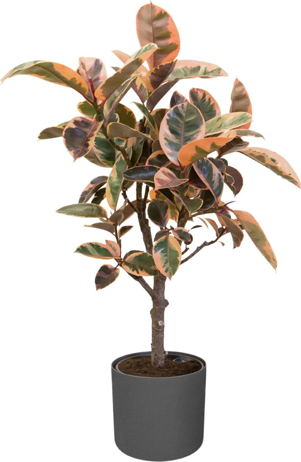 Elho B.for Soft Rund Anthrazit, Ø 22 Cm 4 Elho B.for Soft Rund Anthrazit, Ø 22 Cm – Bild 2