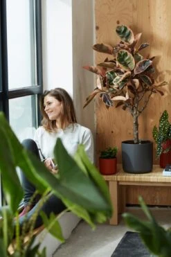 Elho B.for Soft Rund Anthrazit, Ø 22 Cm 12 Elho B.for Soft Rund Anthrazit, Ø 22 Cm -Pflanzensamen Rabatt elho bfor soft rund anthrazit 786475 de